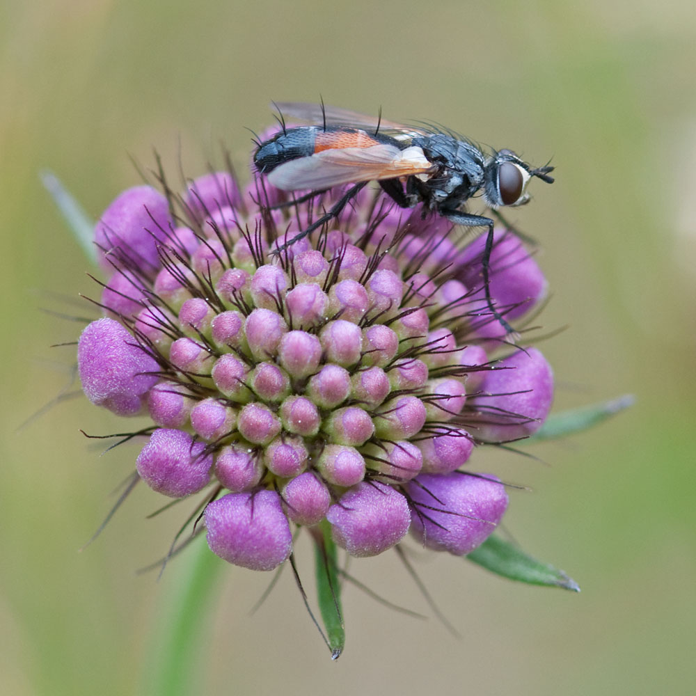 Cylindromyia spec